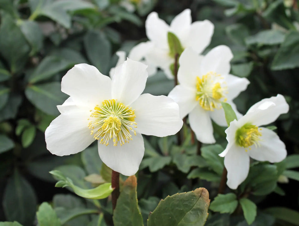 Christrose: Winterblüher im Garten