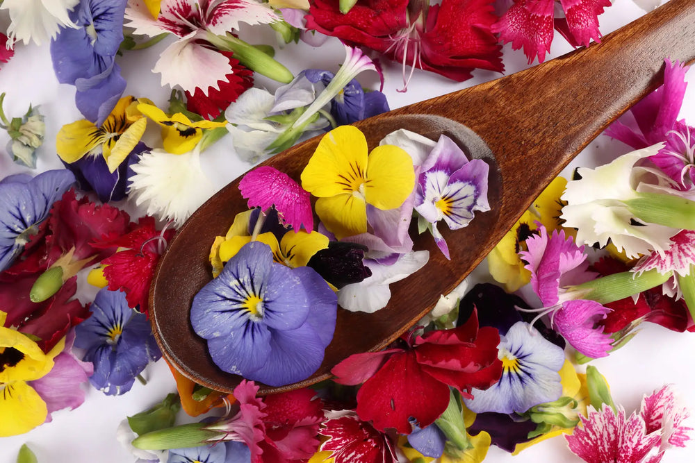 Essbare Blumen anpflanzen – Dein Garten voller Geschmack