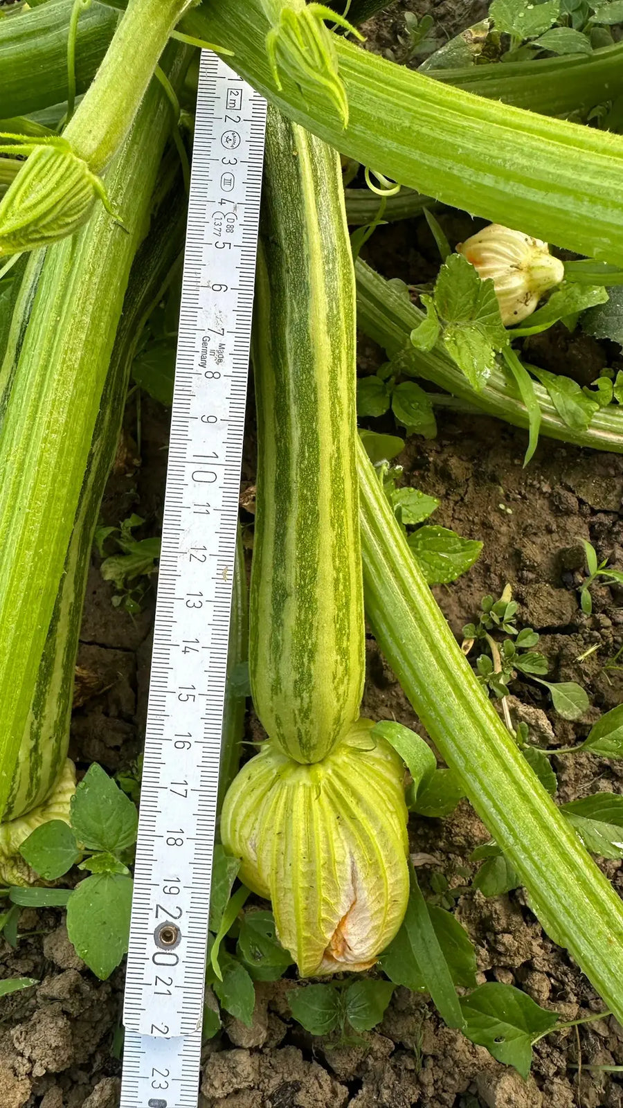 Wie schnell wachsen Zucchini? – Ernte in Rekordzeit