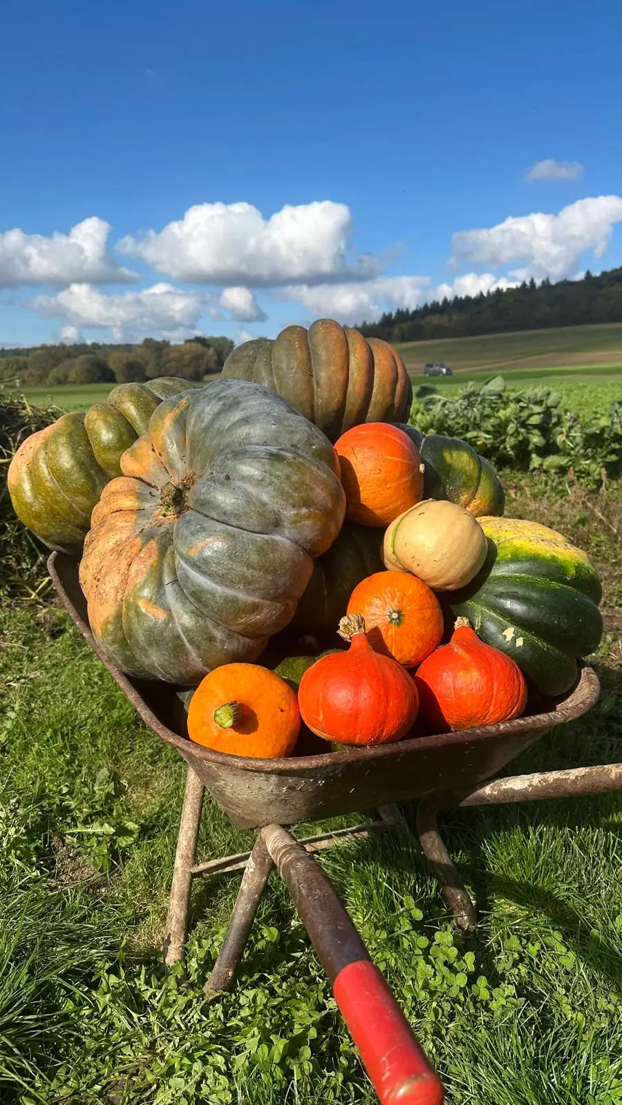 Kürbis lagern: Tipps für langanhaltende Frische