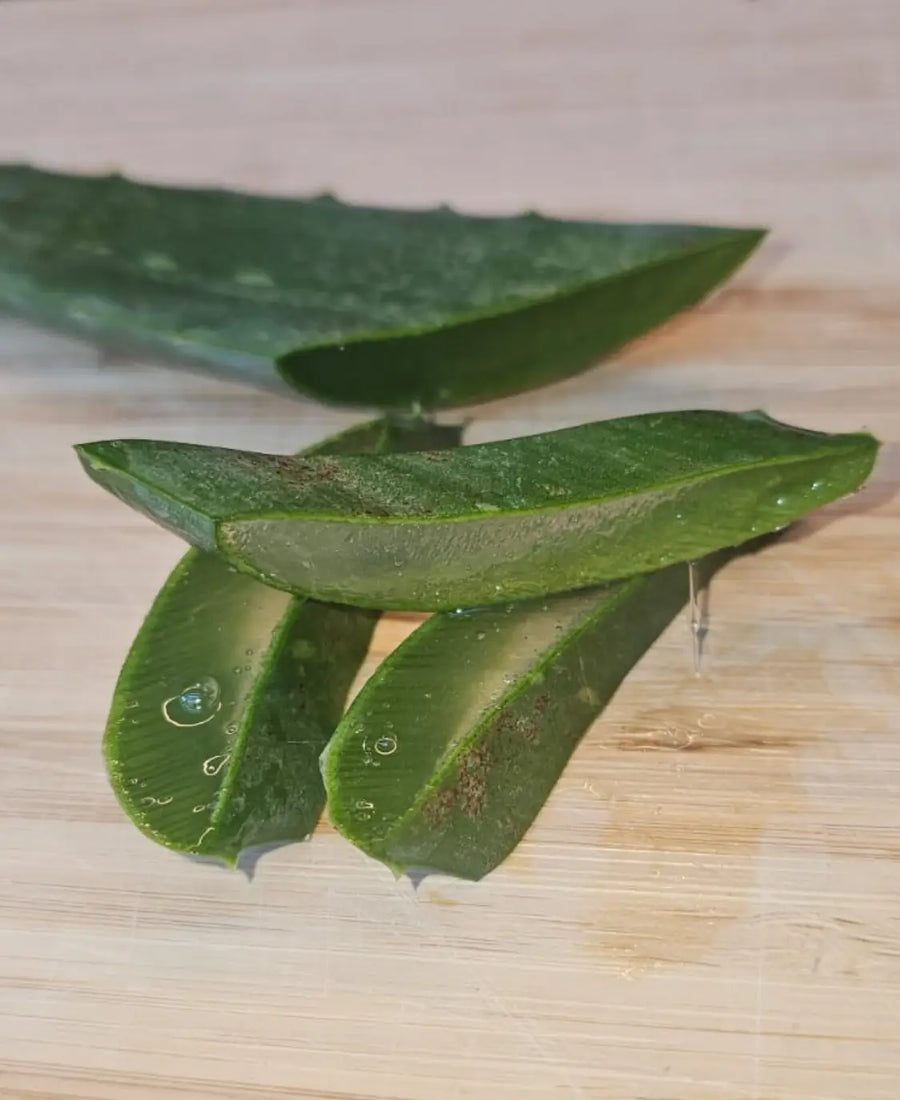 Aloe Vera Garten und Zimmerpflanze Ratgeber