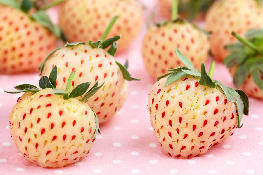 Warum die Weiße Ananas-Erdbeere wählen?