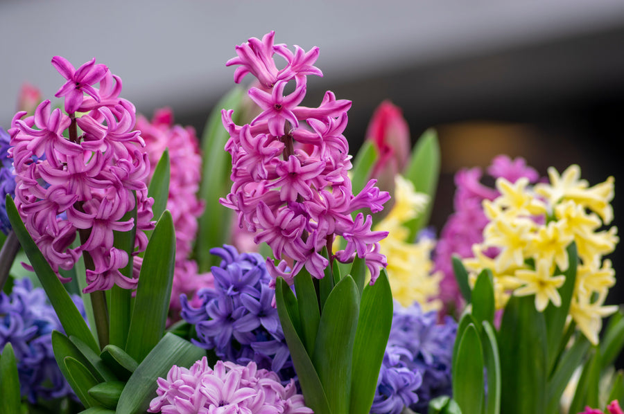 Hyazinthen – Blühende Pracht für deinen Garten