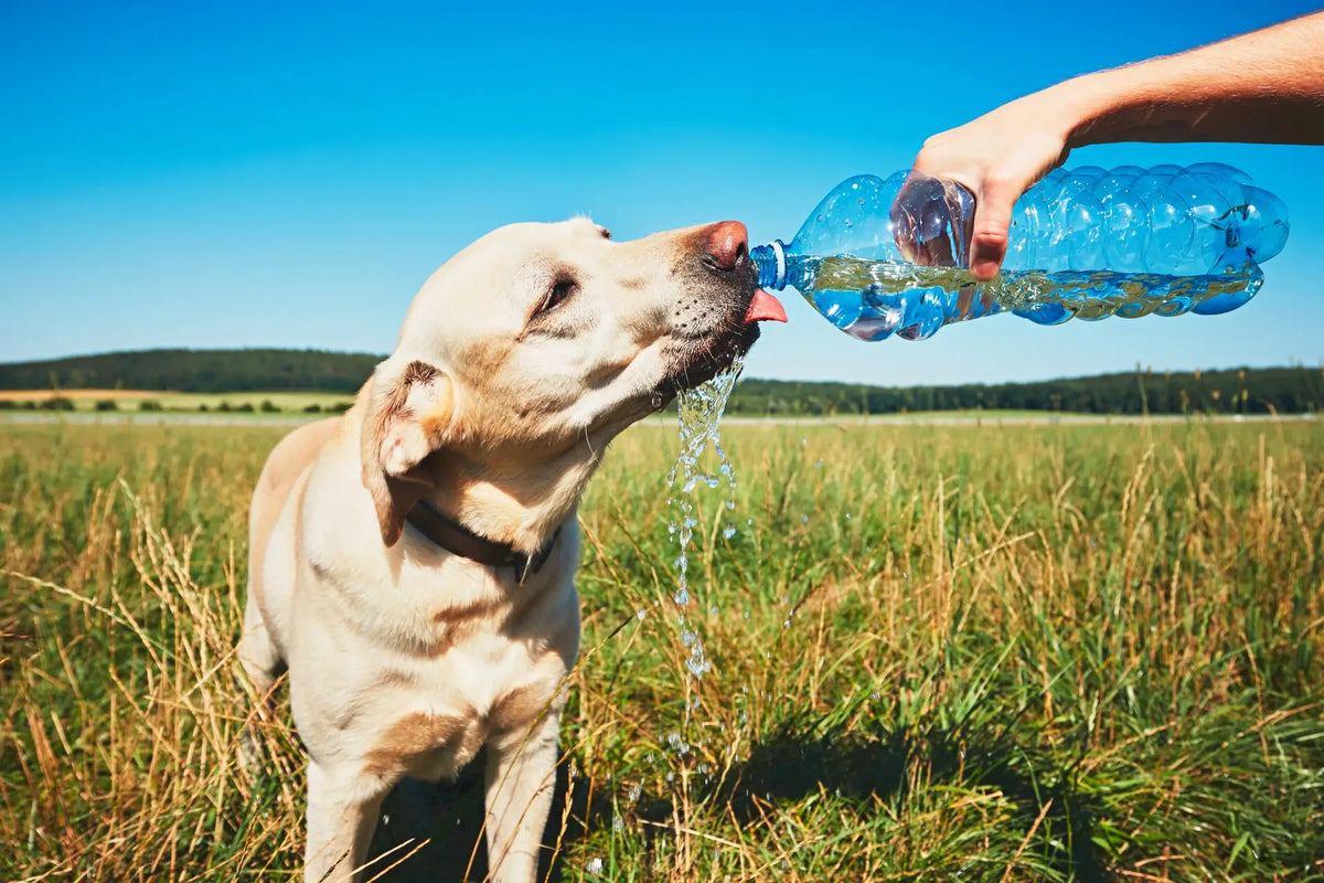 Hundstage 2026: Bedeutung, Wetter & Tipps für den Garten