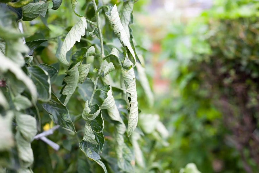 Tomatenblätter rollen sich ein? – Ursachen & Lösungen