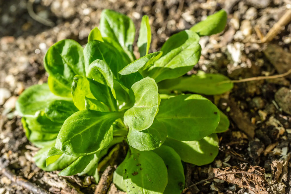 Feldsalat anbauen & im Winter ernten: Tipps zu Aussaat und Ernte