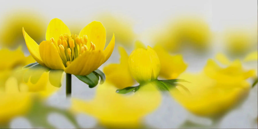 Gelbe Winterlinge in Nahaufnahme mit geöffneten Blüten
