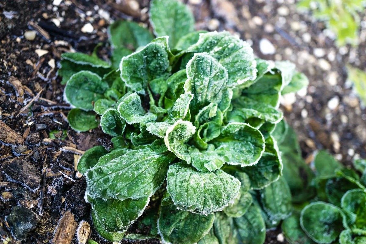 Mit Raureif bedeckte Gartenpflanze während der Eisheiligen im Frühjahr.