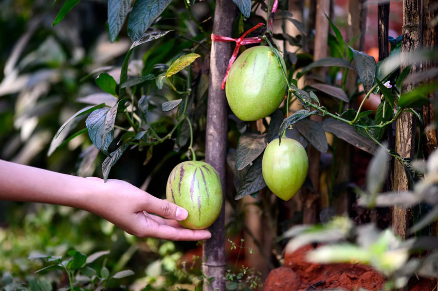 Hand hält eine Melonenbirne