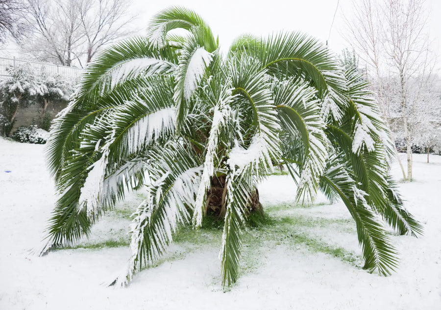 Palme im Schnee