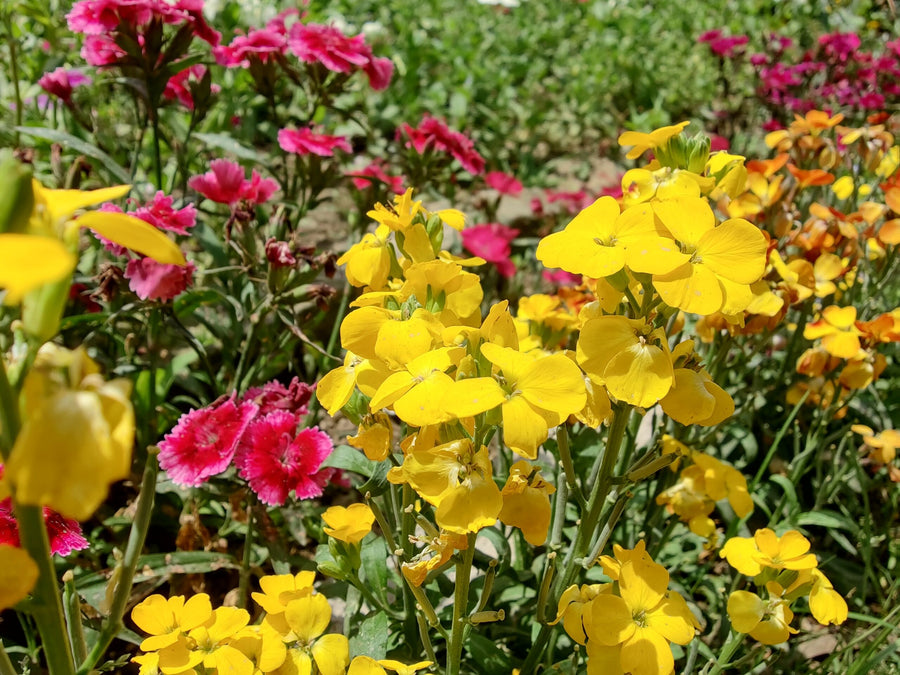 Zweijährige Blumen im Juli & August: Jetzt säen!