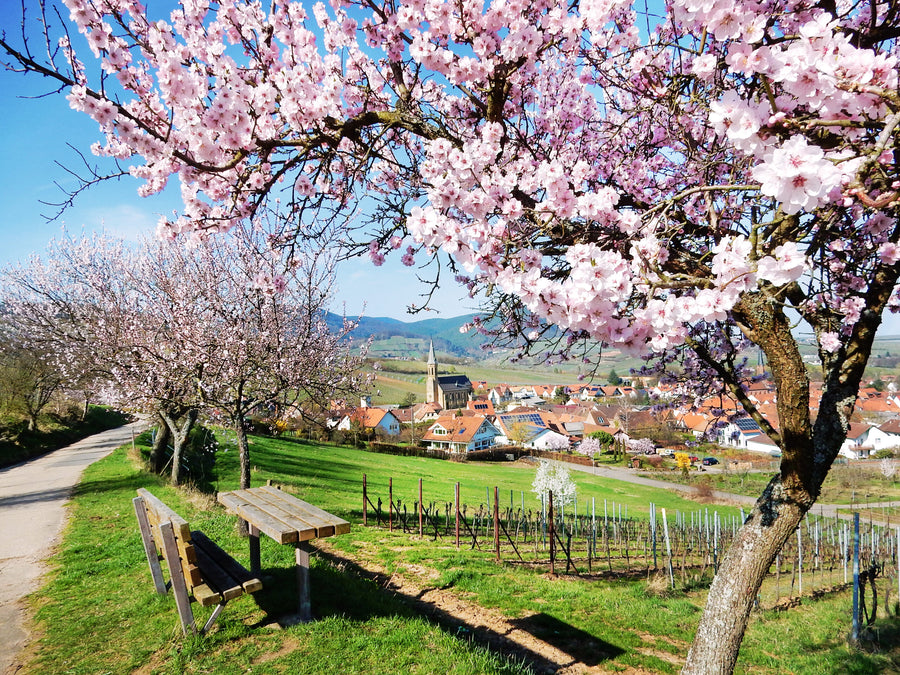 Pfälzer Mandelblüte – Rosa Zauber der Pfalz