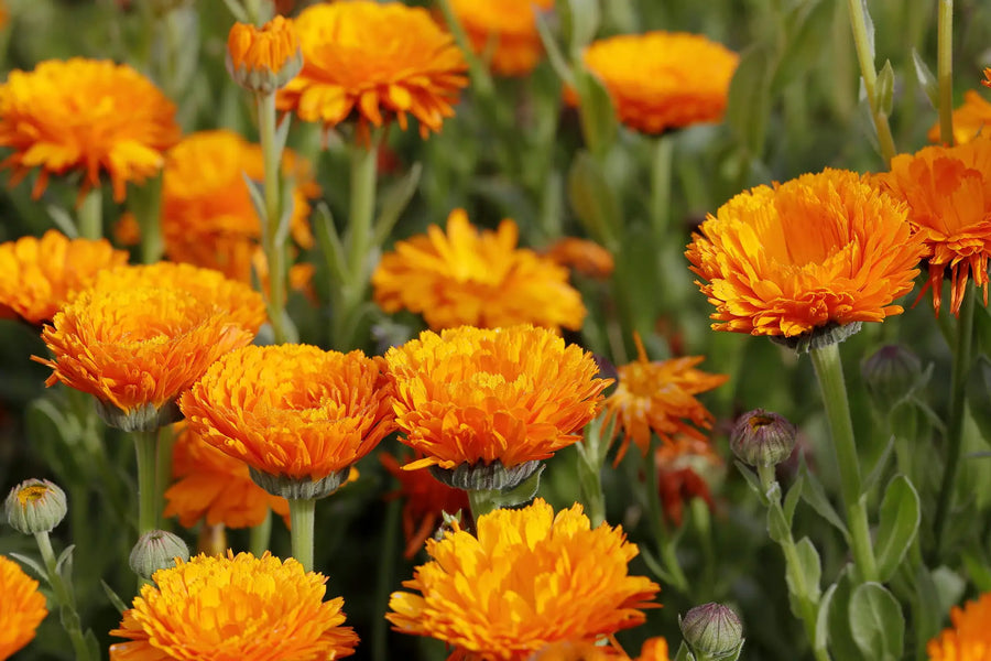 Leuchtend orange Ringelblumen mit dicht gefüllten Blüten im Gartenbeet.