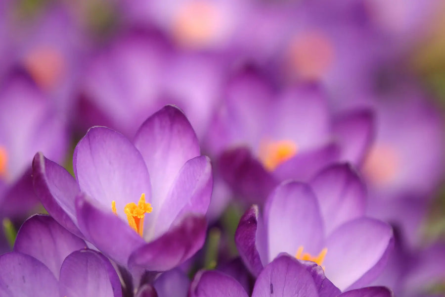 Violette Krokusblüten mit gelben Staubgefäßen im Frühling.