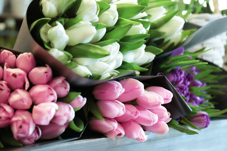 So bleiben Schnitt-Tulpen länger frisch!