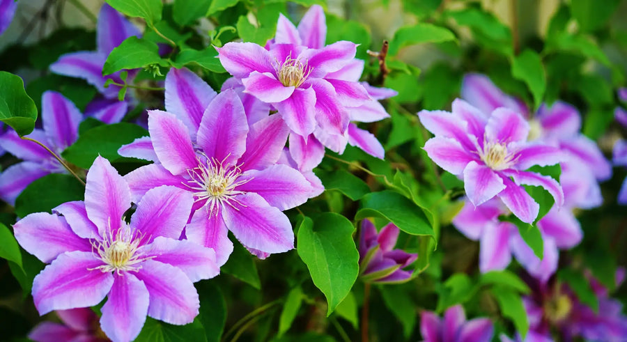Rosa-weiß blühende Clematis an einer Rankhilfe im sommerlichen Garten.