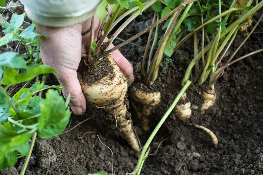 Pastinake: Gesundes Wurzelgemüse entdecken