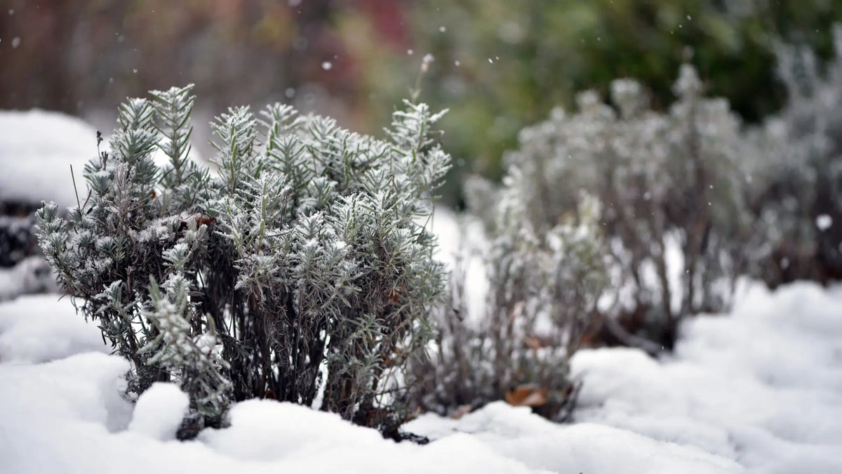 Frost Garten