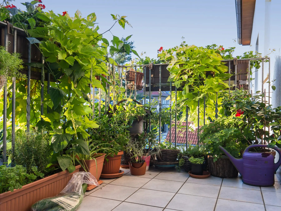 Üppiger Balkon Garten mit vielen grünen Pflanzen in Töpfen und Rankpflanzen am Geländer.