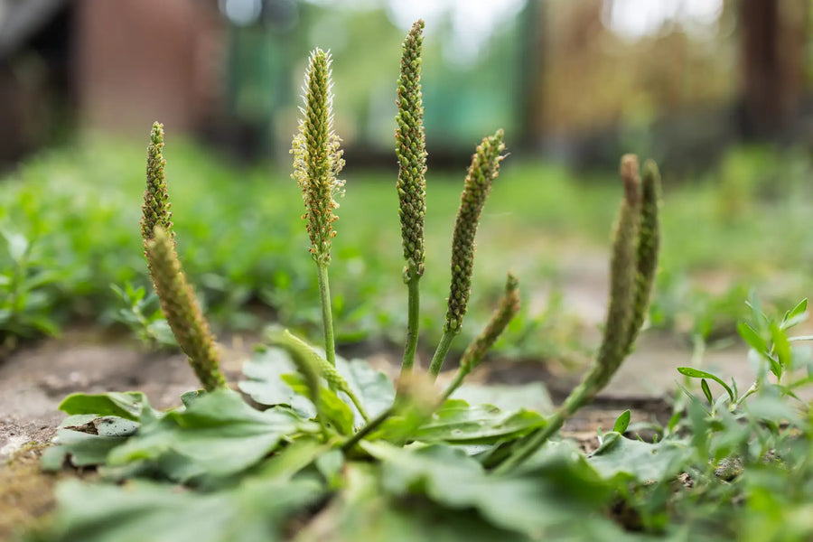 reitwegerich wächst als Zeigerpflanze auf verdichtetem Gartenboden.