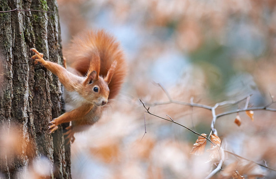 Wie man Eichhörnchen sicher im Winter unterstützt