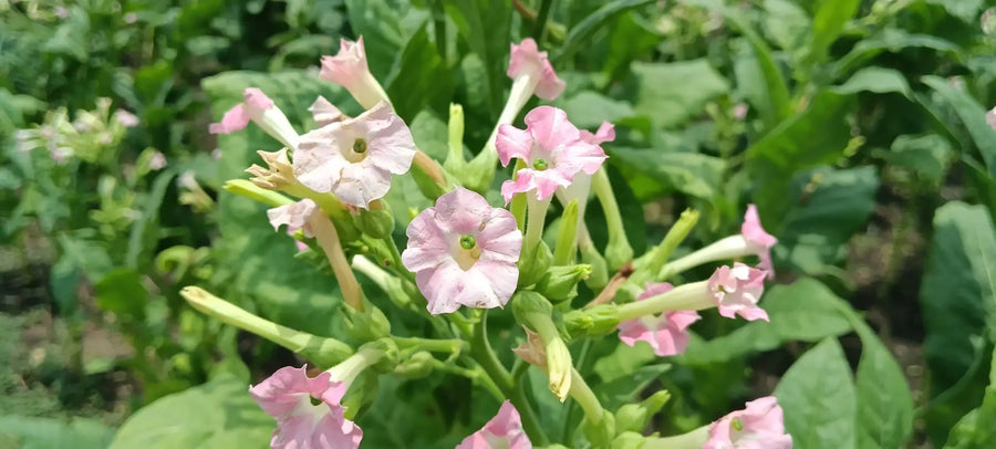 Rosa Blüten einer Tabakpflanze mit röhrenförmigen Blüten inmitten grüner Blätter