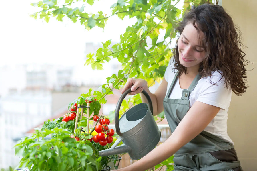 Person gießt Tomaten und Kräuter auf dem Balkon im August mit einer Gießkanne.