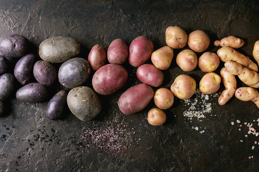 Verschiedene Kartoffelsorten mit bunten Schalen auf dunklem Untergrund.
