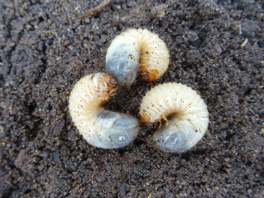 Engerlinge im Boden als Larven von Käfern im Garten.