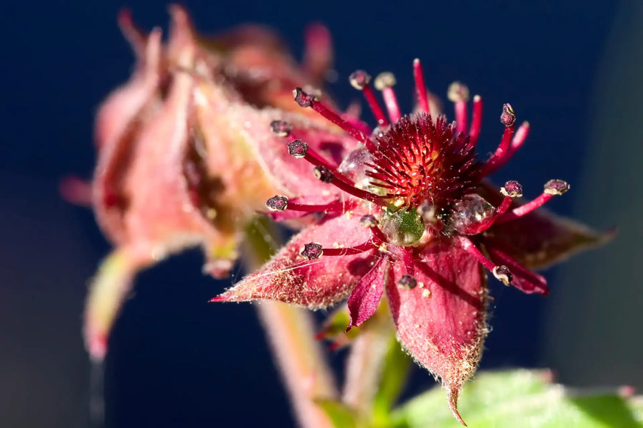 Blume des Jahres 2025: Entdecke das Sumpf-Blutauge