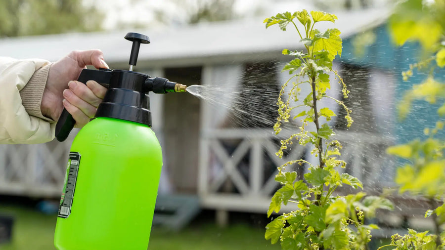 Blattdüngung mit Sprühflasche an junger Gartenpflanze im Außenbereich.
