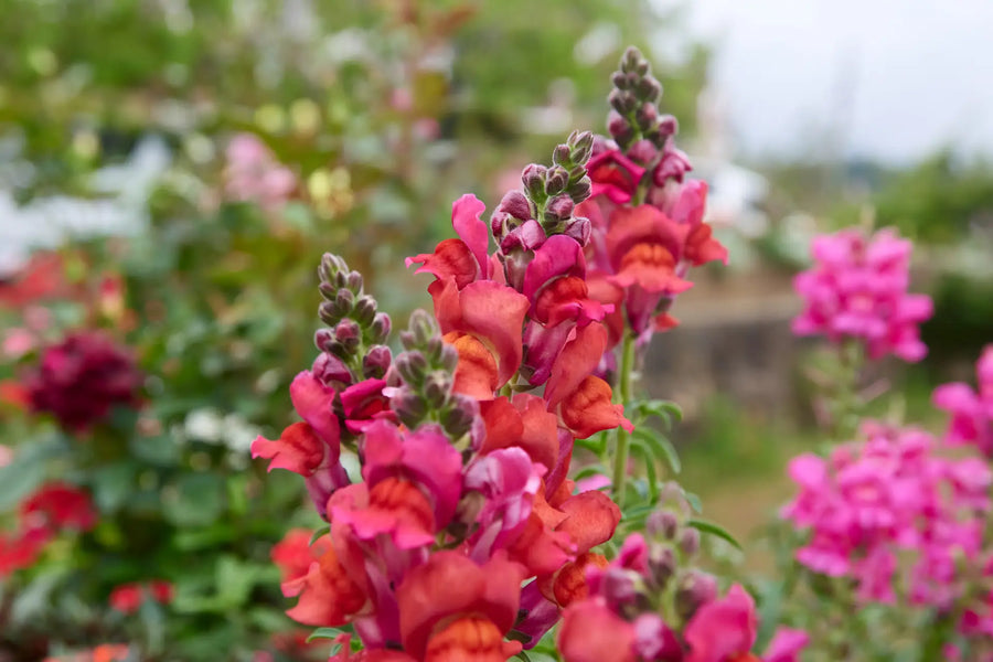 Blühendes Löwenmäulchen in Pink und Orange bei der Blumenaussaat im Juni.
