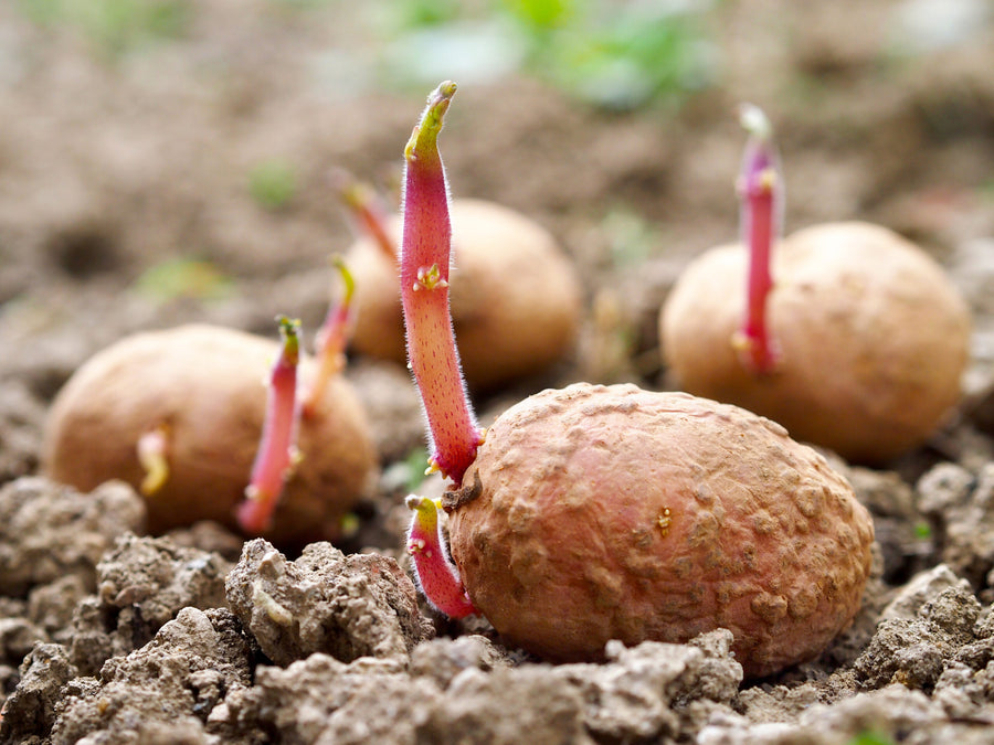 Keimende Kartoffeln mit rötlichen Trieben im lockeren Boden.