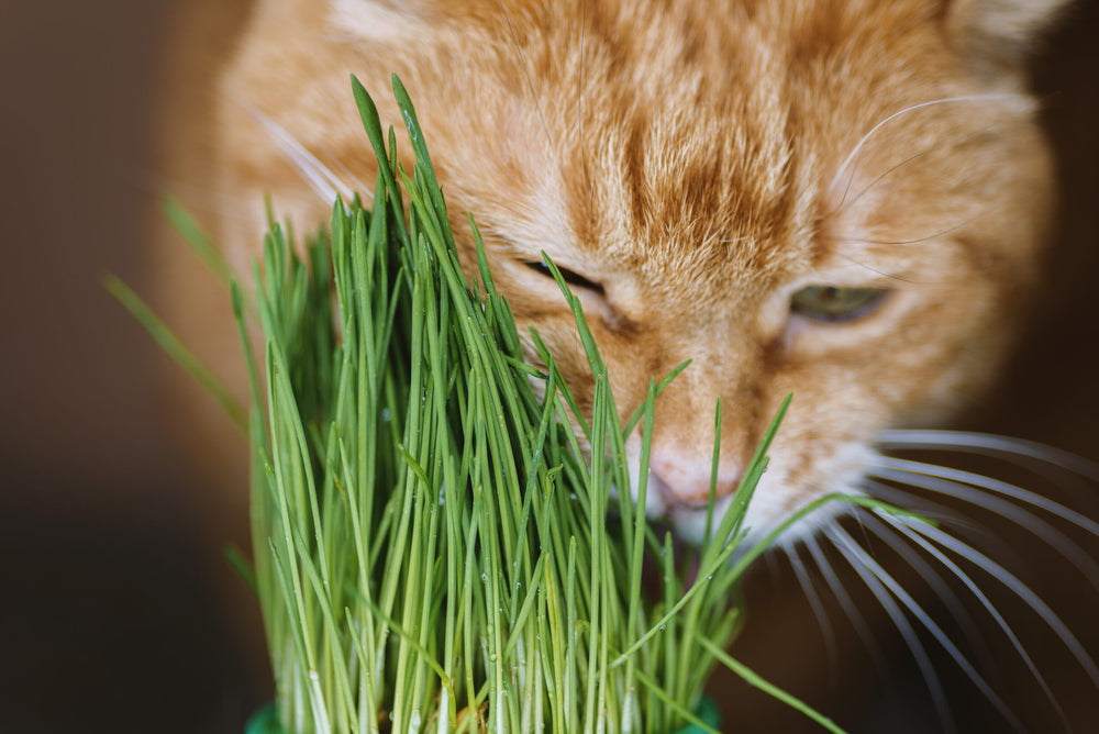 Katzengras als Ergänzung: Alles, was du wissen musst