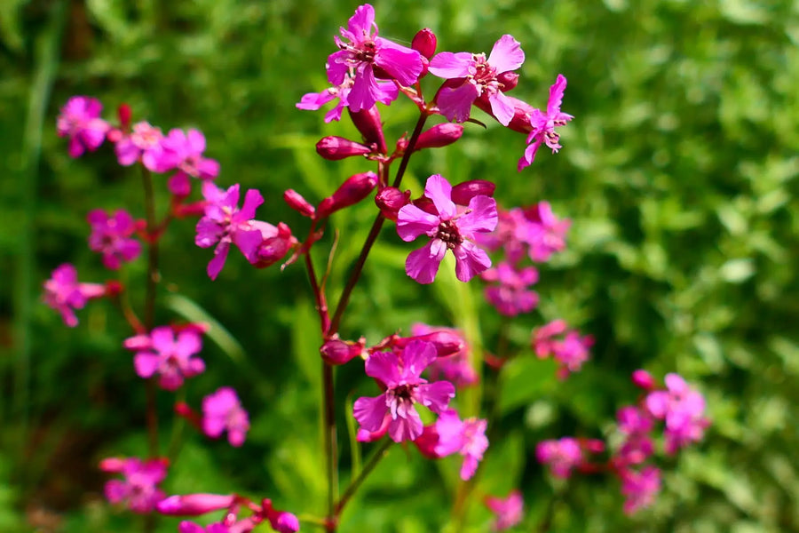 Blühende Pechnelke mit leuchtend pinken Blüten auf einer naturnahen Wiese.
