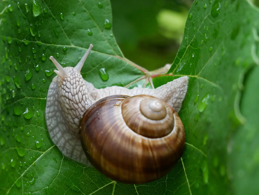 Weinbergschnecke auf einem grünen Blatt mit Wassertropfen.