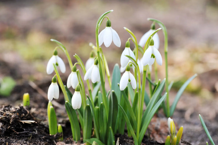 Galanthus entdecken: Schneeglöckchen-Wissen