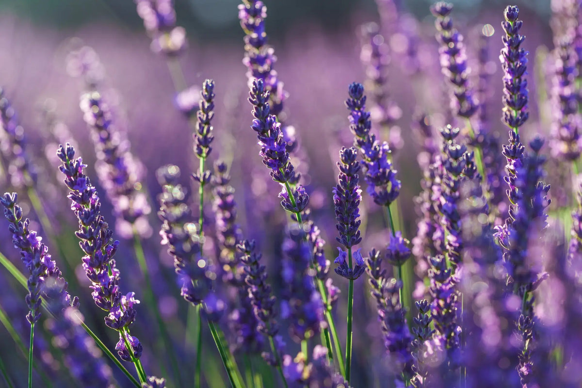 Lavendel Anzucht im Januar: Erfolgreich starten!