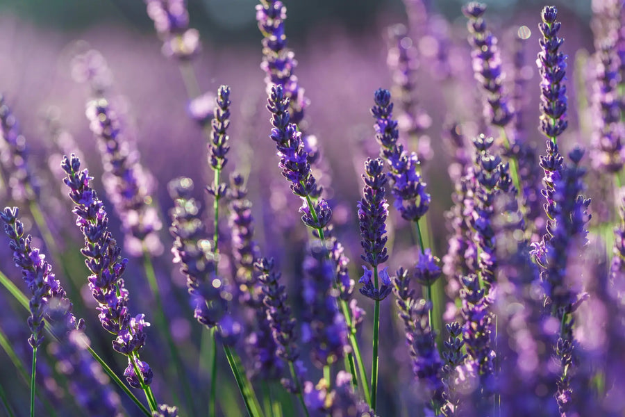 Lavendel Anzucht im Januar: Erfolgreich starten!