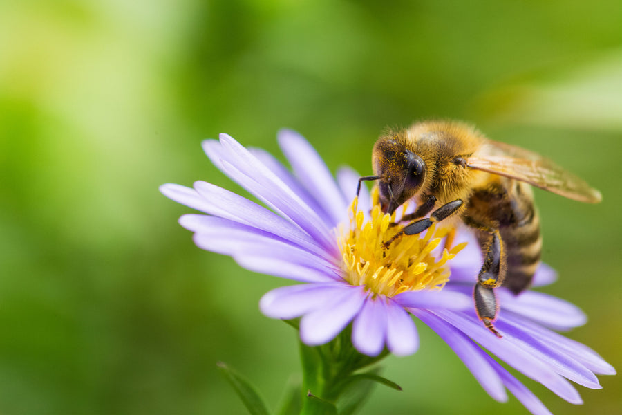 Bienenfreundliche Blumen im Frühling: Top 10 Tipps