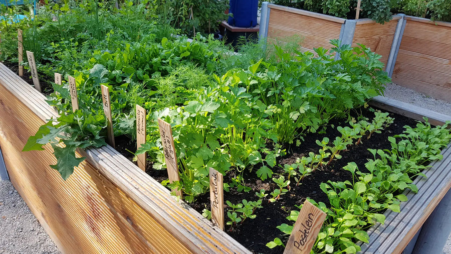 Bepflanztes Hochbeet mit verschiedenen Gemüsesorten und beschrifteten Holz Pflanzschildern.