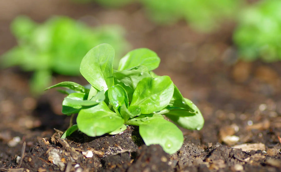Junger Feldsalat wächst im August frisch aus der Gartenerde mit zarten grünen Blättern und Wassertropfen.