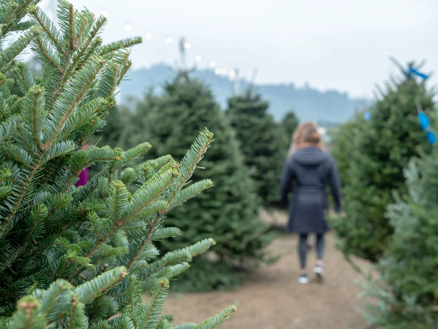 Weihnachtsbaum frisch halten: Einfache Tricks