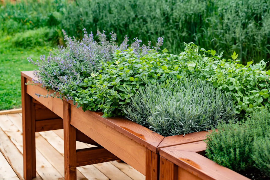 Kräuterhochbeet mit Lavendel, Minze und weiteren Küchenkräutern auf einer Holzterrasse.
