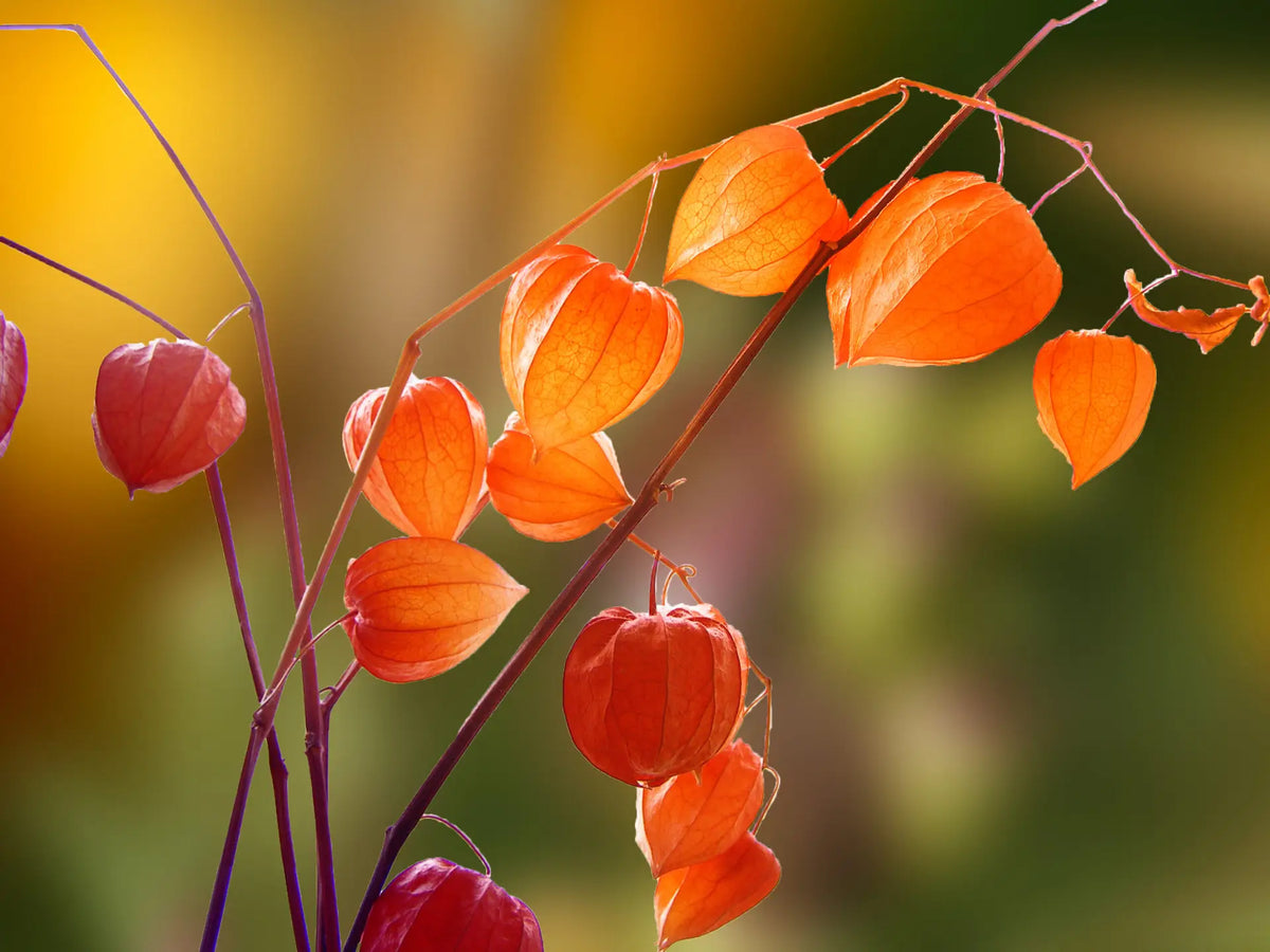Lampionblume im Herbst: Tipps für Gartenfreunde