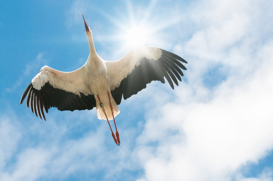 Zugvögel Rückkehr: Wer ist schon zurück?