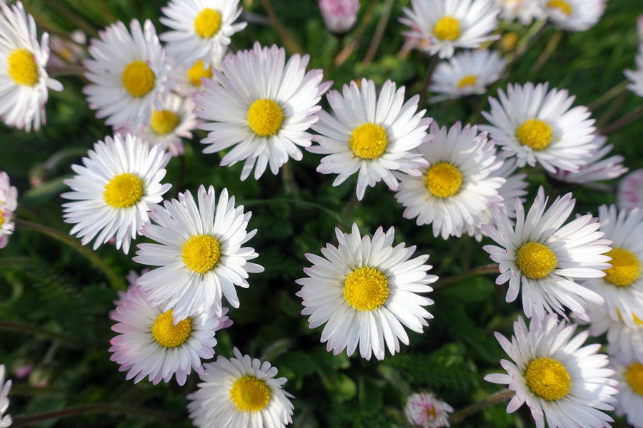 Naturnaher Garten mit Gänseblümchen