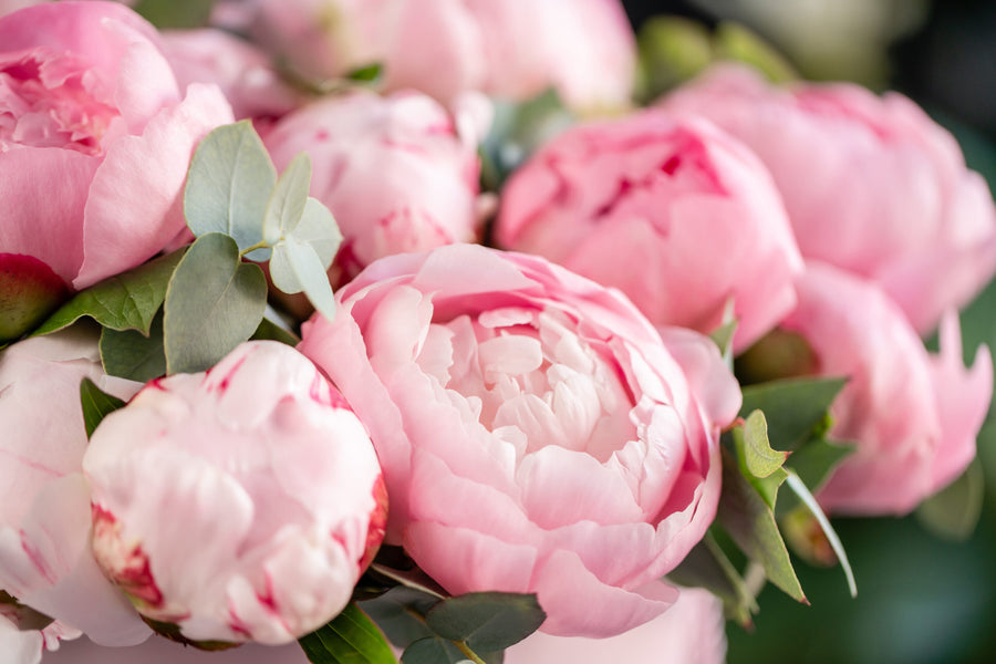 Zarte rosa Pfingstrosen mit frischen grünen Blättern in voller Blüte.