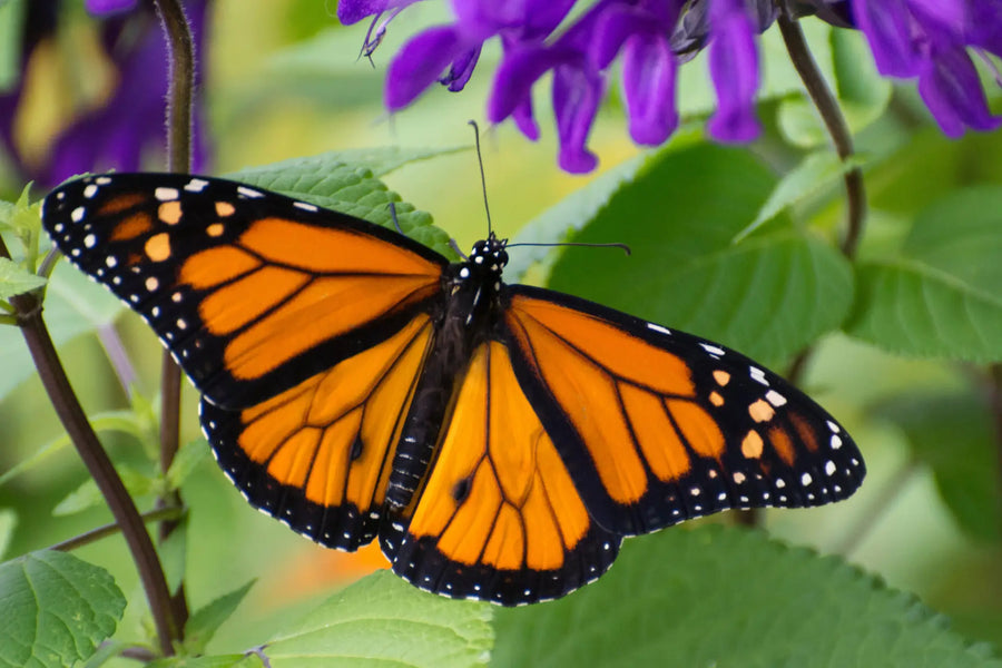 Monarchfalter mit ausgebreiteten orange-schwarzen Flügeln auf violetten Blüten.