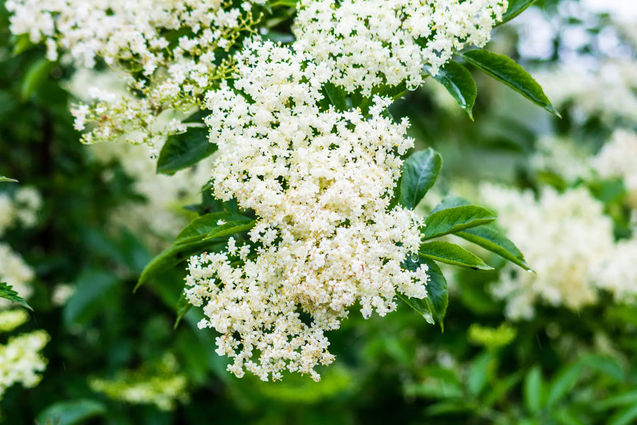 Blühender Holunderstrauch mit weißen Blütendolden im sommerlichen Garten.